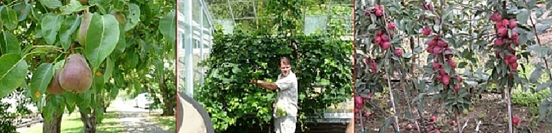 3 Picture Panel Image