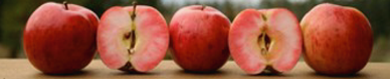 Apple Header Image